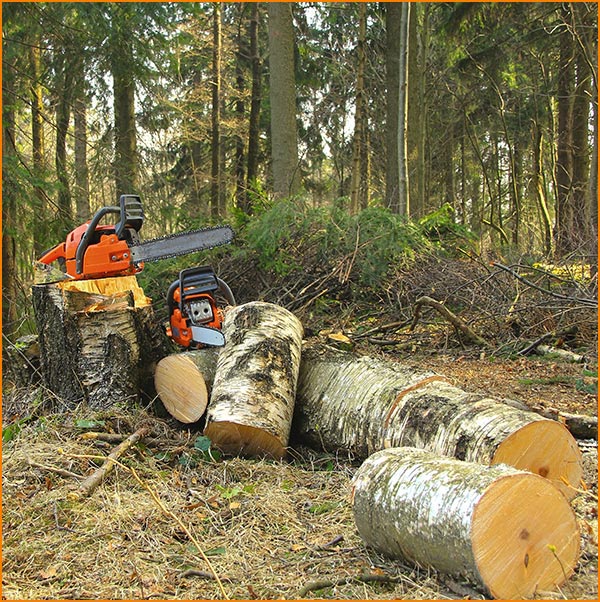 chainsaws and tree stumps in a forest