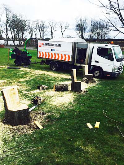 maxwell treecare team of tree surgeons