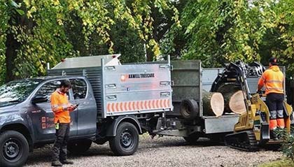 maxwell treecare team of tree surgeons