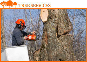tree surgeon cutting a tree with a chainsaw