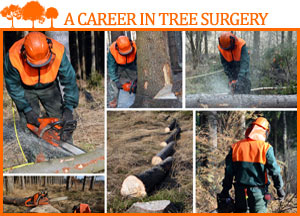 various of pictures of a tree surgeon at work