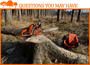 tree stump with chainsaw equipment nearby