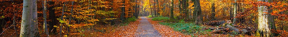 forest lane in the autumn