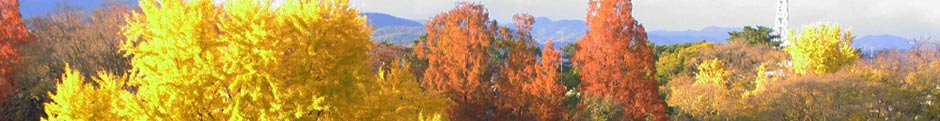 yellow and brown leaved forest trees in autumn
