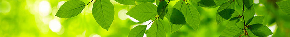 green leaves