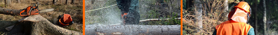 3 scenes of tree surgery work